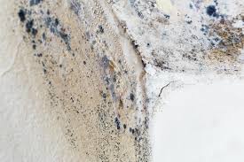 Professional Mold Removal in Raymond, IL